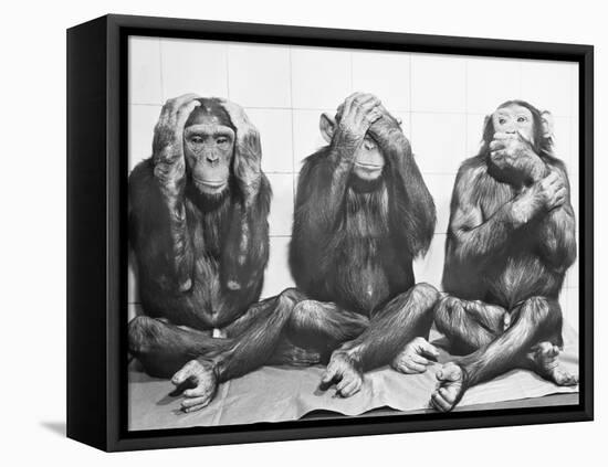 Hear No Evil, See No Evil, Speak No Evil-null-Framed Stretched Canvas