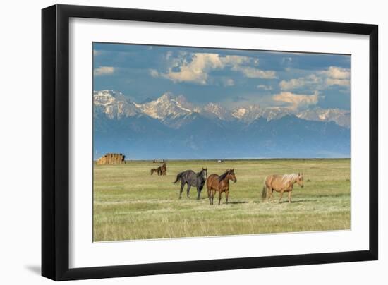 Heard of Horses in Hayfield, San Luis Valley-Howie Garber-Framed Photographic Print