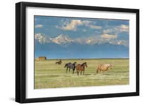 Heard of Horses in Hayfield, San Luis Valley-Howie Garber-Framed Photographic Print