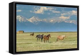 Heard of Horses in Hayfield, San Luis Valley-Howie Garber-Framed Stretched Canvas