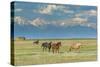 Heard of Horses in Hayfield, San Luis Valley-Howie Garber-Stretched Canvas