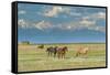 Heard of Horses in Hayfield, San Luis Valley-Howie Garber-Framed Stretched Canvas