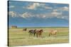 Heard of Horses in Hayfield, San Luis Valley-Howie Garber-Stretched Canvas