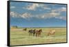 Heard of Horses in Hayfield, San Luis Valley-Howie Garber-Framed Stretched Canvas