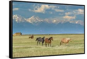 Heard of Horses in Hayfield, San Luis Valley-Howie Garber-Framed Stretched Canvas