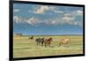 Heard of Horses in Hayfield, San Luis Valley-Howie Garber-Framed Photographic Print