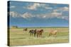 Heard of Horses in Hayfield, San Luis Valley-Howie Garber-Stretched Canvas