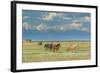 Heard of Horses in Hayfield, San Luis Valley-Howie Garber-Framed Photographic Print