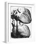 Heart Anatomy, 18th Century-Science Photo Library-Framed Photographic Print