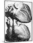 Heart Anatomy, 18th Century-Science Photo Library-Mounted Photographic Print