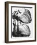 Heart Anatomy, 18th Century-Science Photo Library-Framed Photographic Print