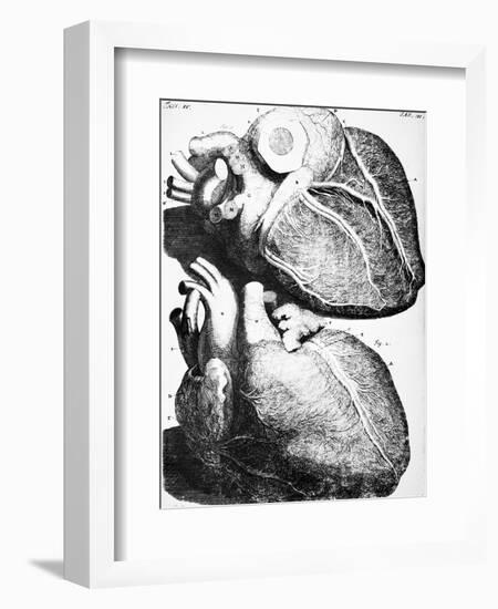 Heart Anatomy, 18th Century-Science Photo Library-Framed Photographic Print