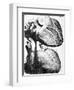 Heart Anatomy, 18th Century-Science Photo Library-Framed Photographic Print