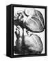Heart Anatomy, 18th Century-Science Photo Library-Framed Stretched Canvas