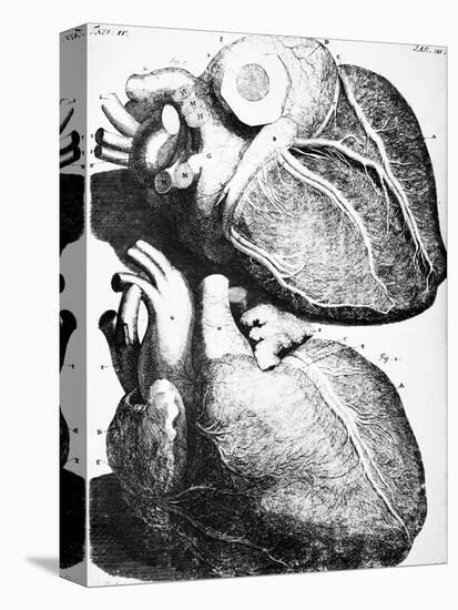 Heart Anatomy, 18th Century-Science Photo Library-Stretched Canvas