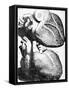 Heart Anatomy, 18th Century-Science Photo Library-Framed Stretched Canvas