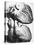 Heart Anatomy, 18th Century-Science Photo Library-Stretched Canvas