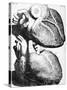 Heart Anatomy, 18th Century-Science Photo Library-Stretched Canvas