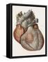 Heart Anatomy, 19th Century Illustration-Science Photo Library-Framed Stretched Canvas