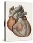 Heart Anatomy, 19th Century Illustration-Science Photo Library-Stretched Canvas