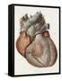 Heart Anatomy, 19th Century Illustration-Science Photo Library-Framed Stretched Canvas