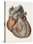 Heart Anatomy, 19th Century Illustration-Science Photo Library-Stretched Canvas