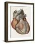 Heart Anatomy, 19th Century Illustration-Science Photo Library-Framed Photographic Print