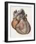 Heart Anatomy, 19th Century Illustration-Science Photo Library-Framed Photographic Print