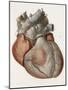 Heart Anatomy, 19th Century Illustration-Science Photo Library-Mounted Photographic Print