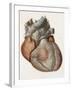 Heart Anatomy, 19th Century Illustration-Science Photo Library-Framed Photographic Print