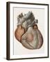 Heart Anatomy, 19th Century Illustration-Science Photo Library-Framed Photographic Print
