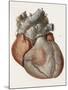 Heart Anatomy, 19th Century Illustration-Science Photo Library-Mounted Photographic Print