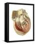 Heart Anatomy, Artwork-Mehau Kulyk-Framed Stretched Canvas