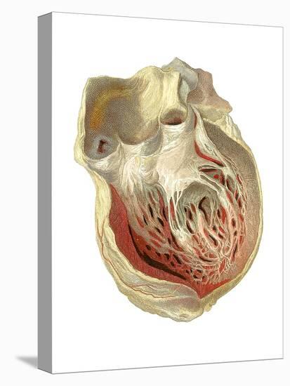 Heart Anatomy, Artwork-Mehau Kulyk-Stretched Canvas