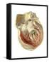 Heart Anatomy, Artwork-Mehau Kulyk-Framed Stretched Canvas