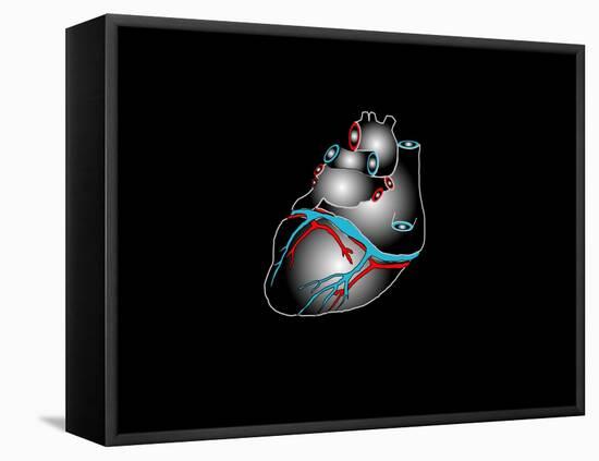 Heart Anatomy, Artwork-Francis Leroy-Framed Stretched Canvas