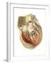 Heart Anatomy, Artwork-Mehau Kulyk-Framed Photographic Print