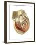 Heart Anatomy, Artwork-Mehau Kulyk-Framed Photographic Print