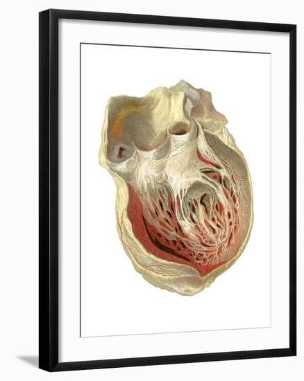 Heart Anatomy, Artwork-Mehau Kulyk-Framed Photographic Print