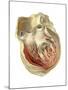 Heart Anatomy, Artwork-Mehau Kulyk-Mounted Photographic Print