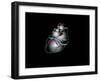 Heart Anatomy, Artwork-Francis Leroy-Framed Photographic Print