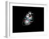 Heart Anatomy, Artwork-Francis Leroy-Framed Photographic Print