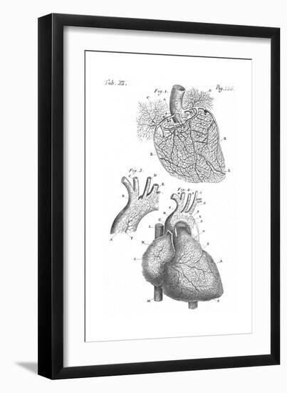 Heart Anatomy, Illustration, 1703-Science Source-Framed Giclee Print