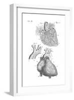 Heart Anatomy, Illustration, 1703-Science Source-Framed Giclee Print
