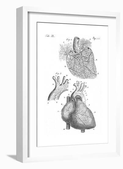 Heart Anatomy, Illustration, 1703-Science Source-Framed Giclee Print