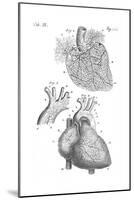 Heart Anatomy, Illustration, 1703-Science Source-Mounted Giclee Print