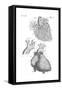 Heart Anatomy, Illustration, 1703-Science Source-Framed Stretched Canvas