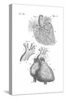 Heart Anatomy, Illustration, 1703-Science Source-Stretched Canvas