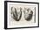 Heart Anatomy, Illustration, 1739-Science Source-Framed Giclee Print