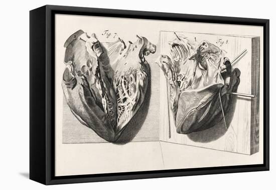 Heart Anatomy, Illustration, 1739-Science Source-Framed Stretched Canvas